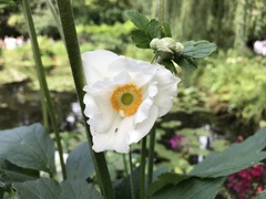 Eriocapitella × hybrida