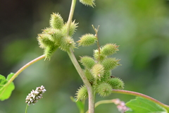 Xanthium strumarium canadense
