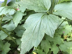 Eriocapitella × hybrida