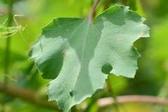 Xanthium strumarium canadense
