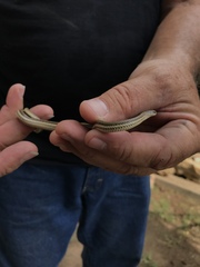 Tropidoclonion lineatum