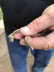 Tropidoclonion lineatum