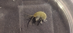 Dikerogammarus