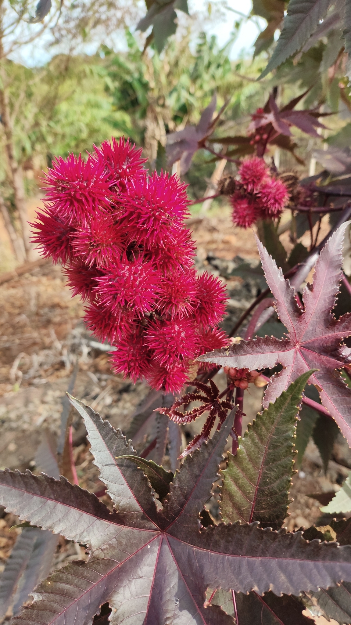 Ricinus communis