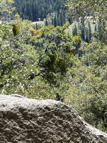 iNaturalist observation photo of Spiny Lizards