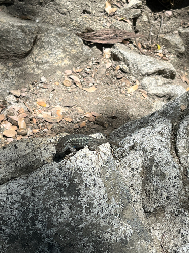 iNaturalist observation photo of Spiny Lizards