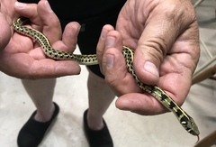 Thamnophis marcianus