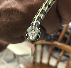 Thamnophis marcianus