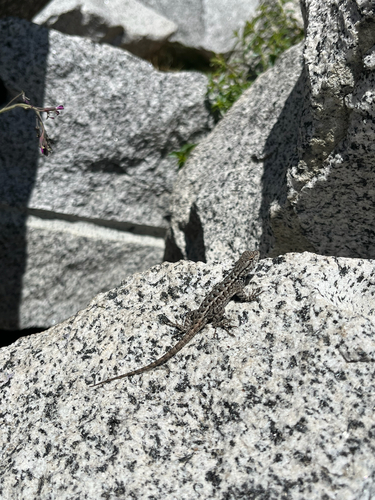 iNaturalist observation photo of Common Sagebrush Lizard