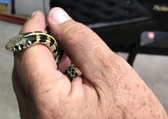 Thamnophis marcianus