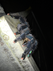 Avicularia avicularia