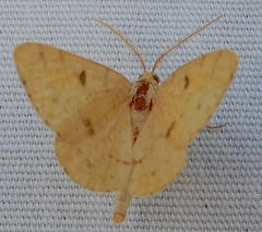 Macaria amboflava