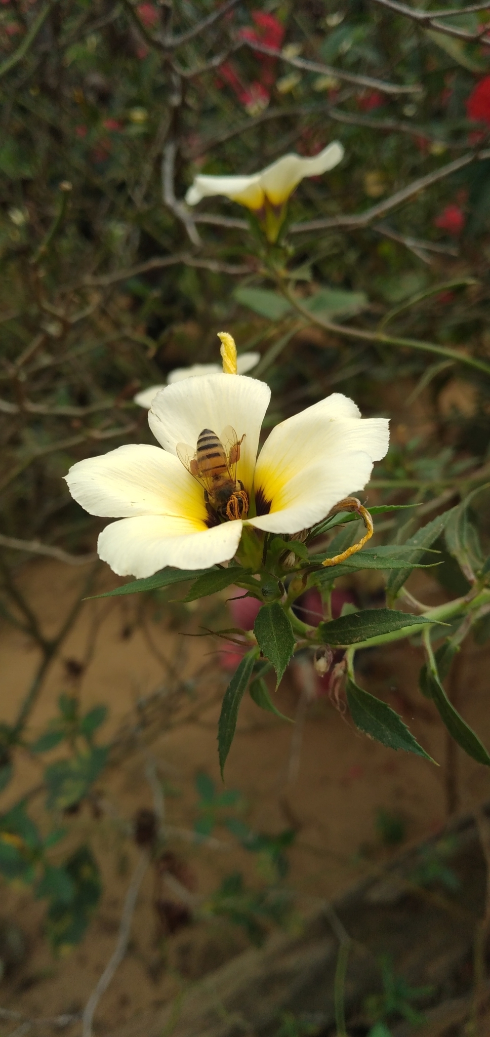 Turnera subulata