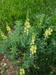 Linaria vulgaris