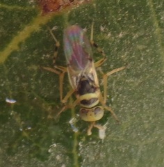 Isodromus