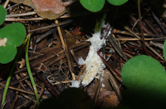 Etheirodon fimbriatum