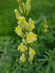Linaria vulgaris