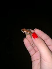 Leptodactylus mystaceus