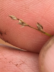 Carex trisperma