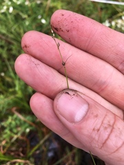 Carex trisperma