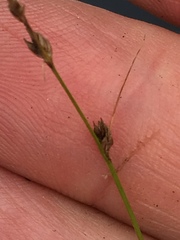 Carex trisperma