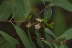 Hypericum tubulosum