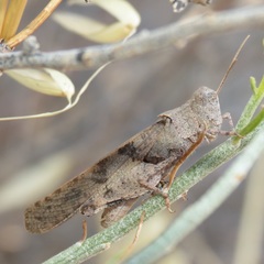 Trimerotropis thalassica