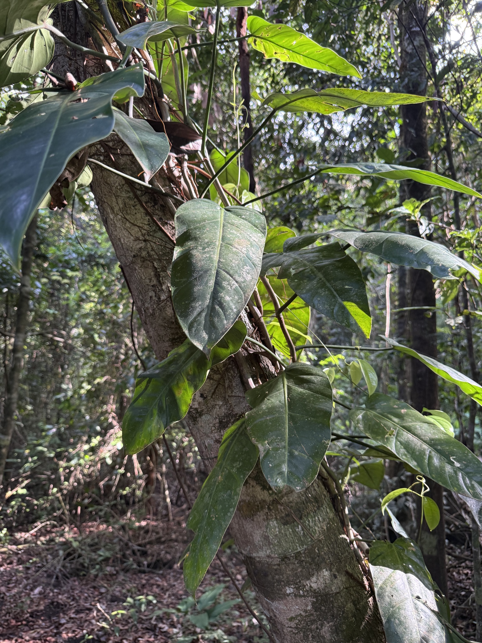 Imagem de Guaimbê