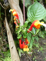 Centropogon granulosus