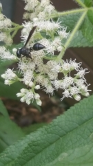 Zethus spinipes spinipes