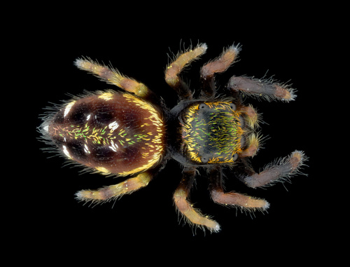 Golden Jumping Spider