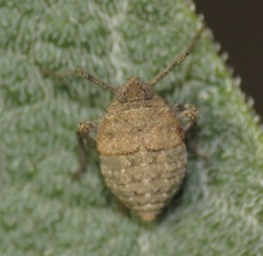 Orgerius