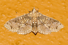Megastes praxiteles