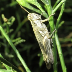 Melanoplus complanatipes