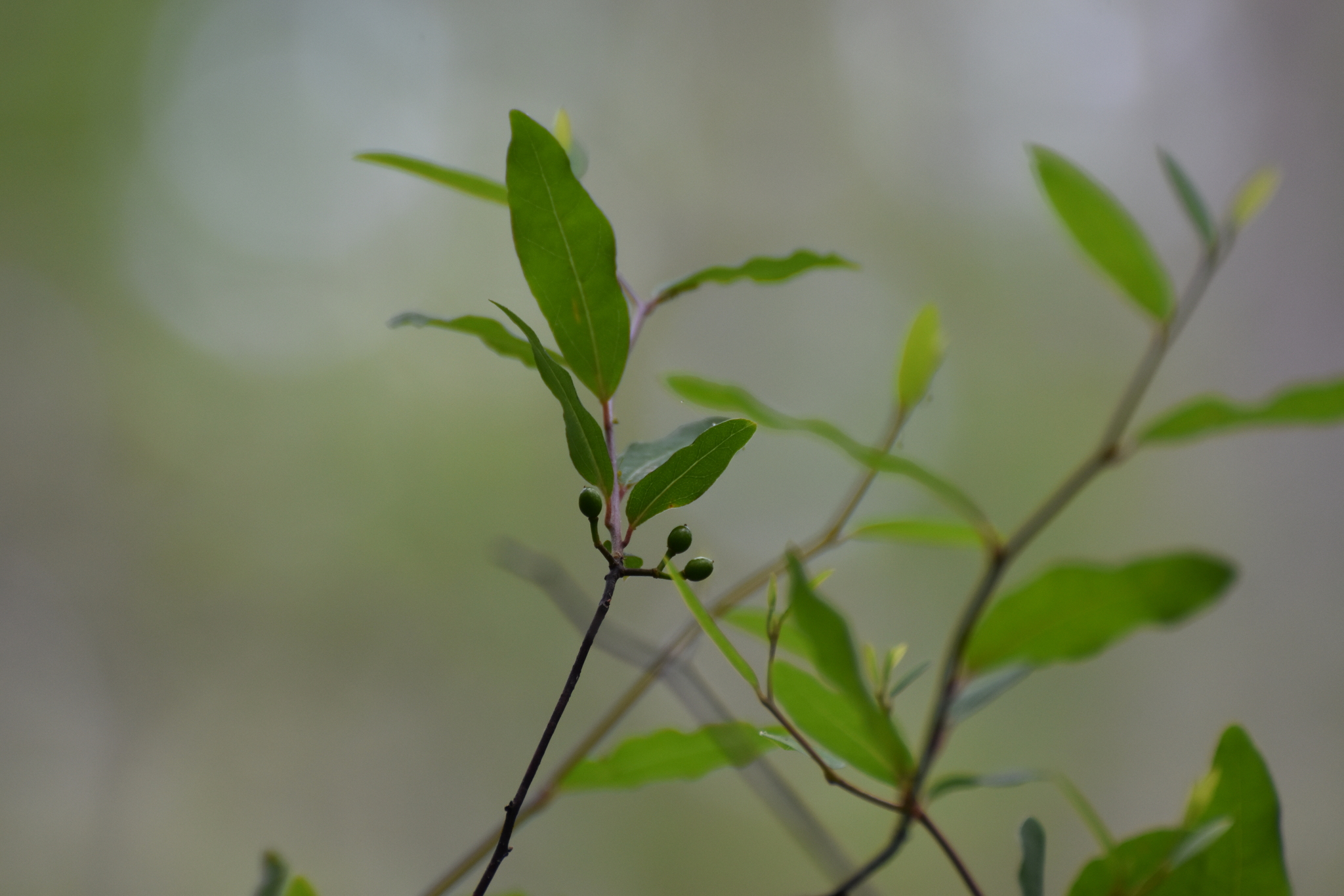 Pondspice (Litsea aestivalis)
