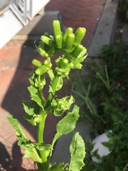 Erechtites hieraciifolius