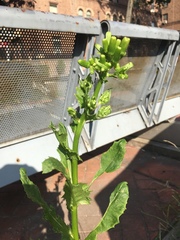 Erechtites hieraciifolius