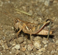 Melanoplus devastator