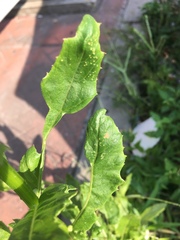 Erechtites hieraciifolius