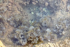 Padina pavonica