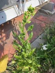 Erechtites hieraciifolius