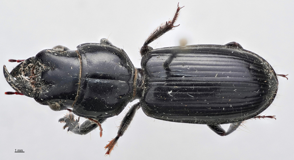 Scarites quadriceps