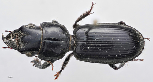 Scarites quadriceps