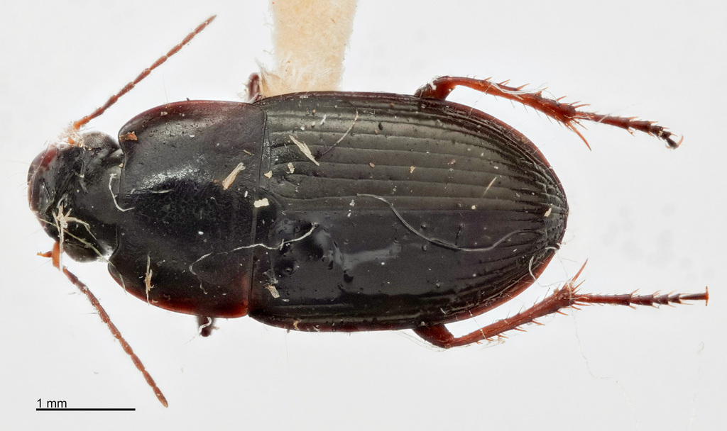 Selenophorus ellipticus