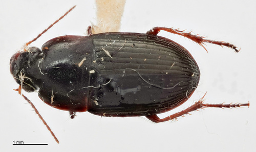Selenophorus ellipticus