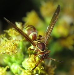 Polistes dorsalis californicus