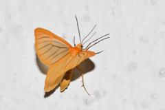Eubaphe