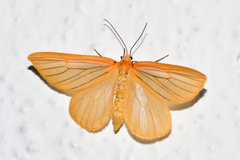 Eubaphe