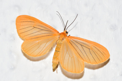 Eubaphe