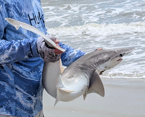 Bonnethead photographed in South Carolina